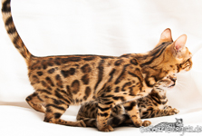 Bengal Kitten rosetted